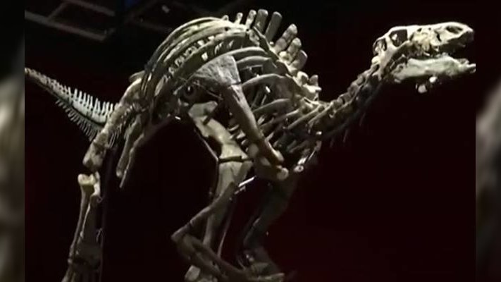 Szkielet dinozaura będzie sprzedany na aukcji w Paryżu. Jego wiek szacowany jest na 150 milionów lat